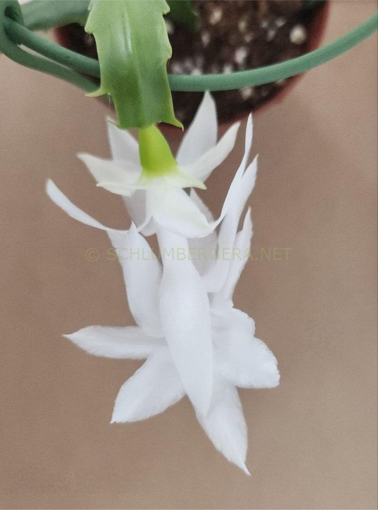 Schlumbergera 'Alba'