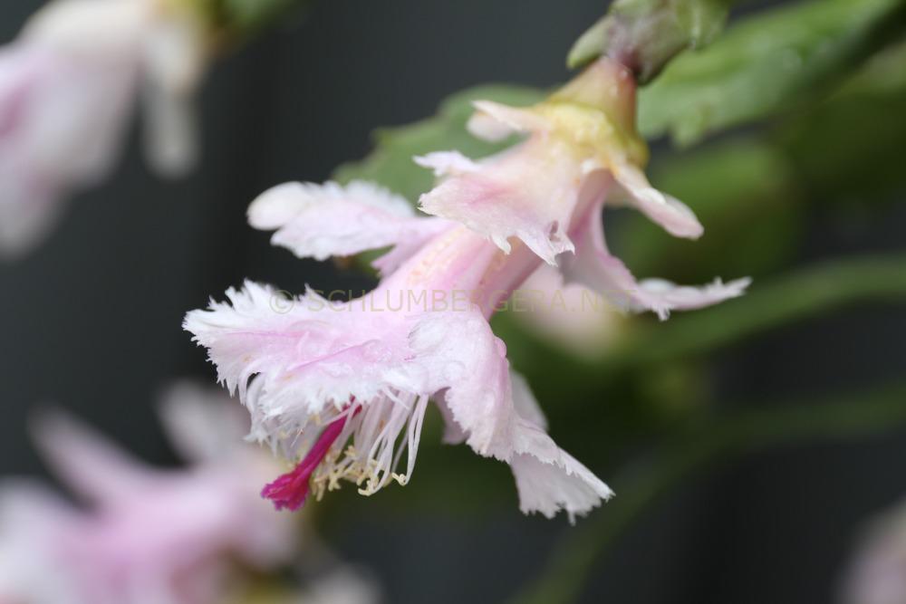 Schlumbergera 'Aspen'