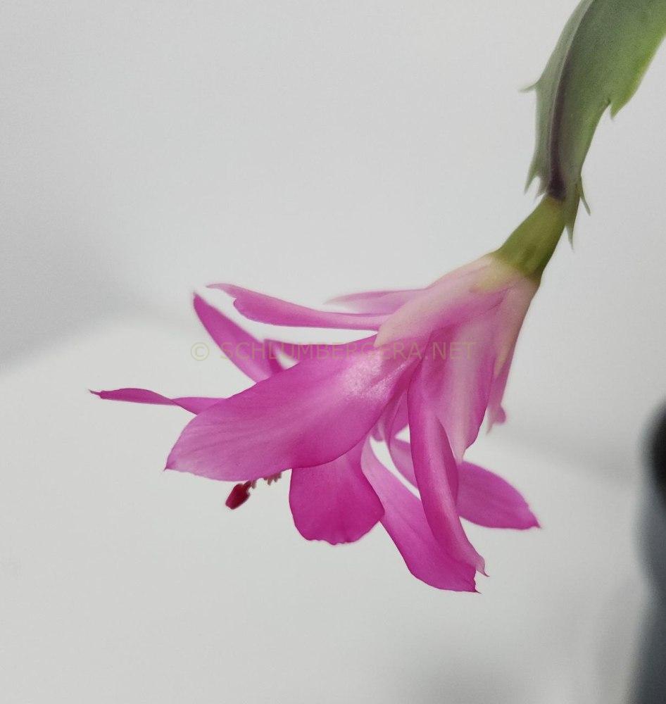 Schlumbergera 'Barbara Savage'