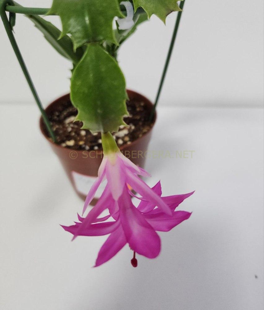 Schlumbergera 'Barbara Savage'