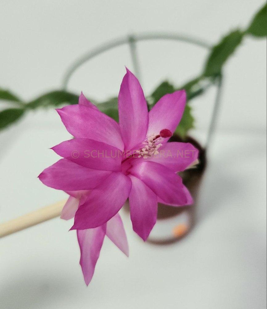 Schlumbergera 'Barbara Savage'