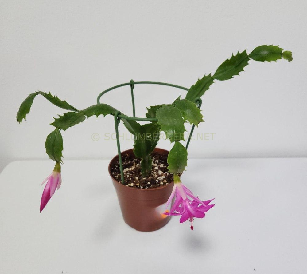 Schlumbergera 'Barbara Savage'