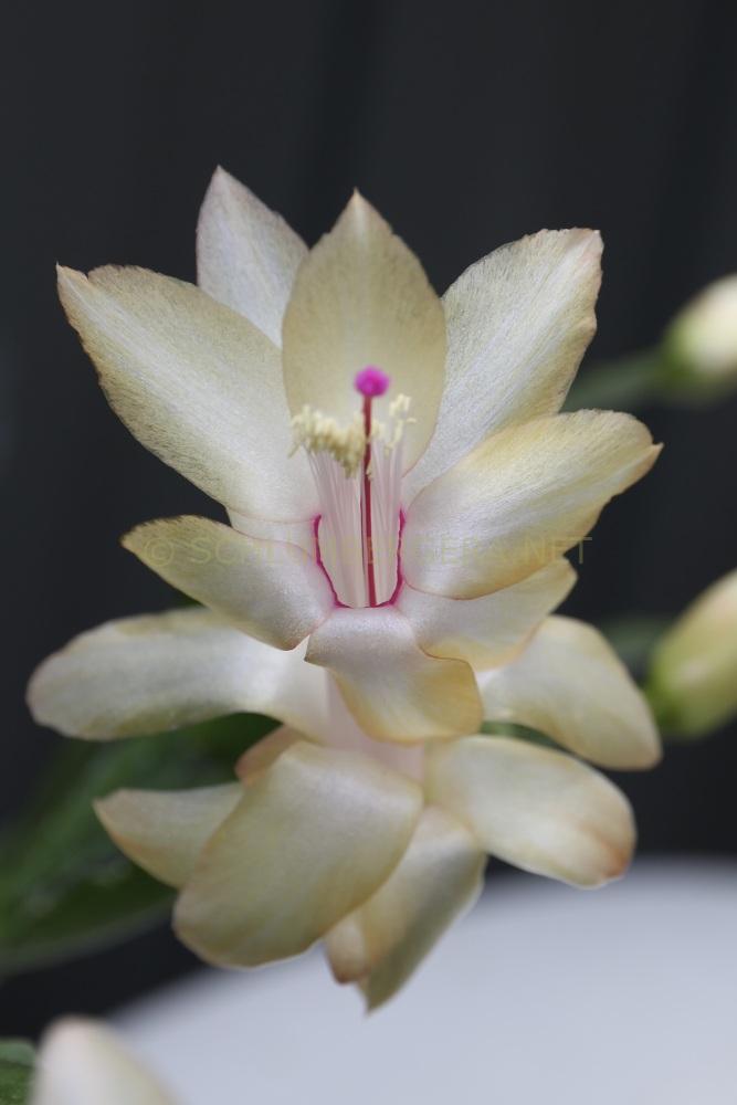 Schlumbergera 'Gold Charm'