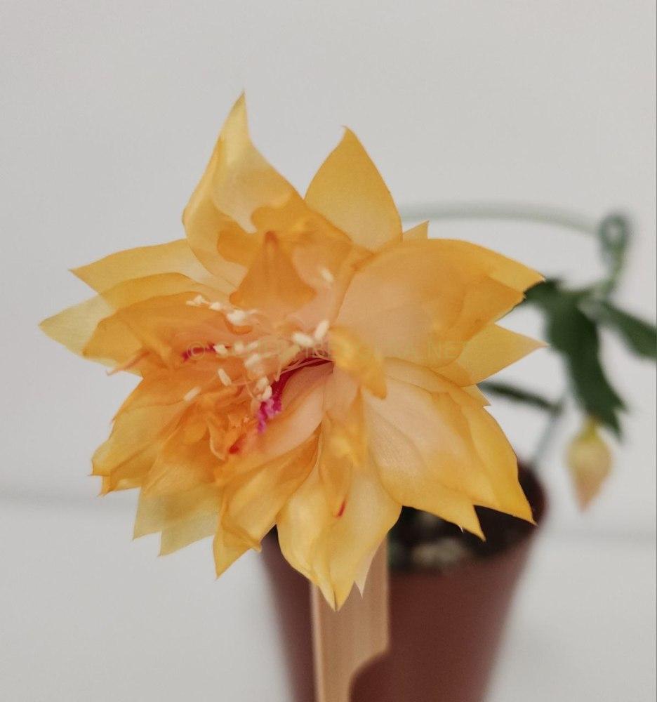 Schlumbergera 'Laila Norman'