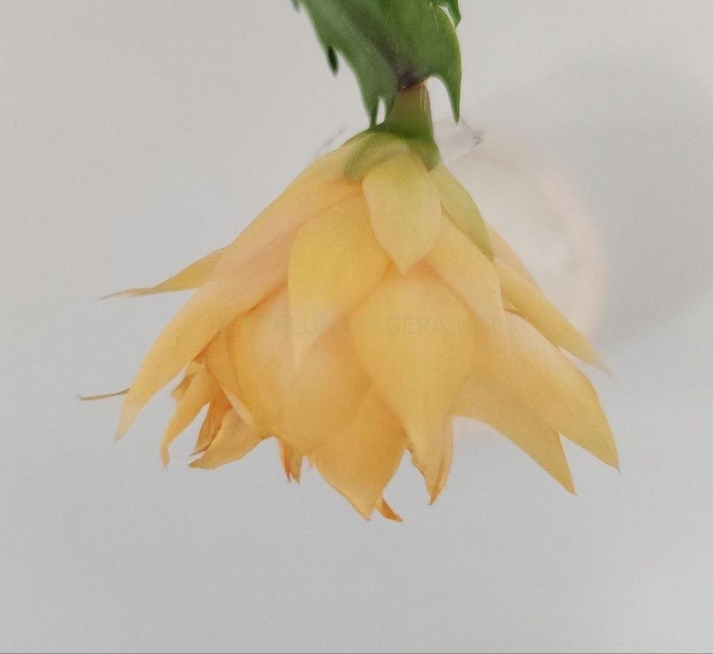 Schlumbergera 'Laila Norman'