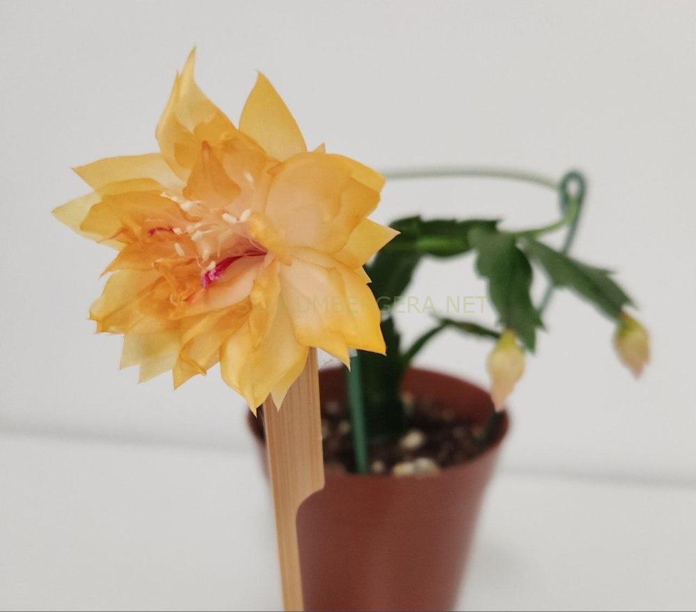 Schlumbergera 'Laila Norman'