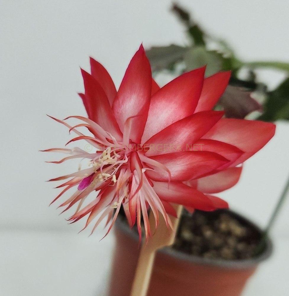 Schlumbergera 'Laranja Dobrada'