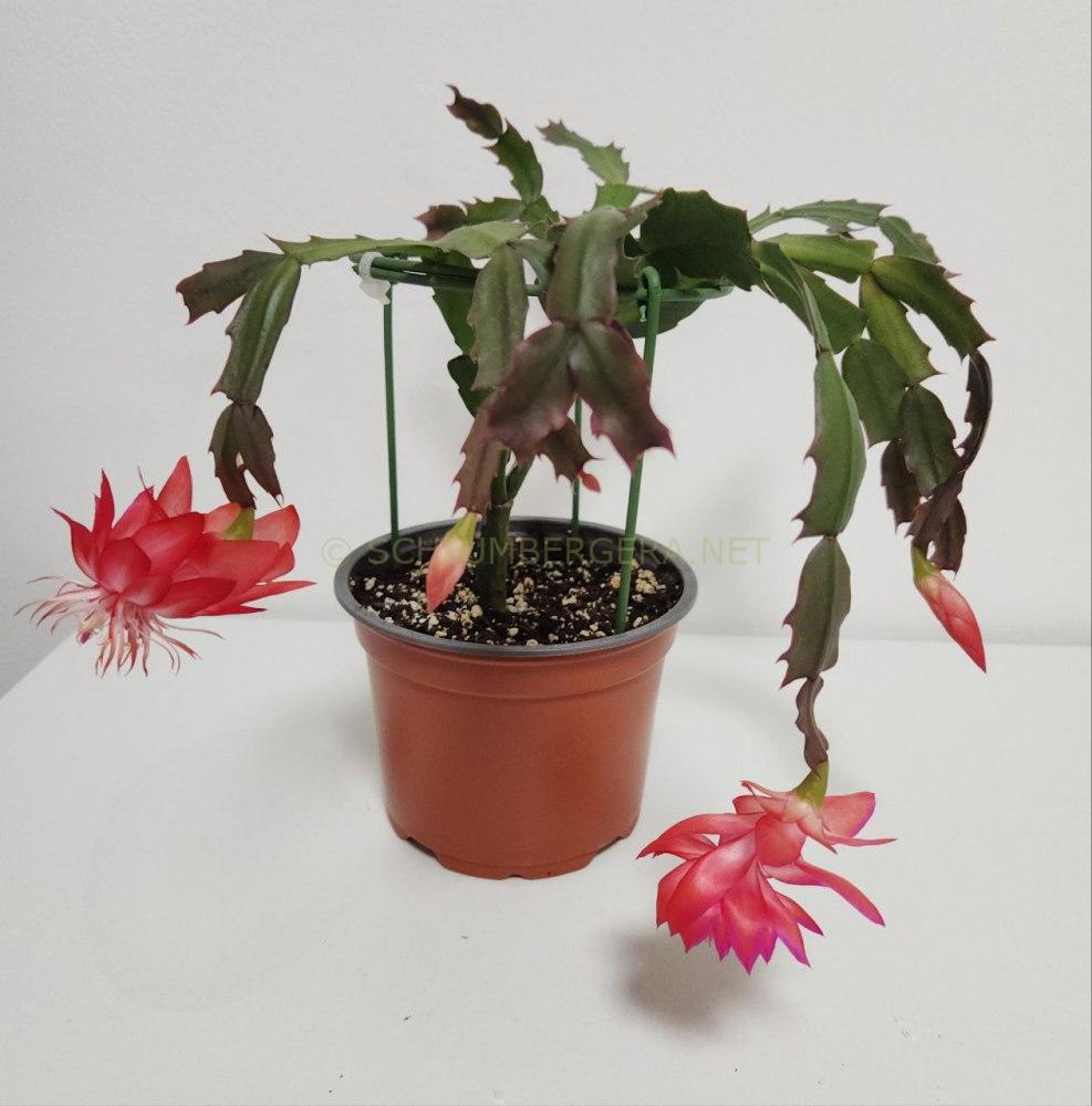 Schlumbergera 'Laranja Dobrada'