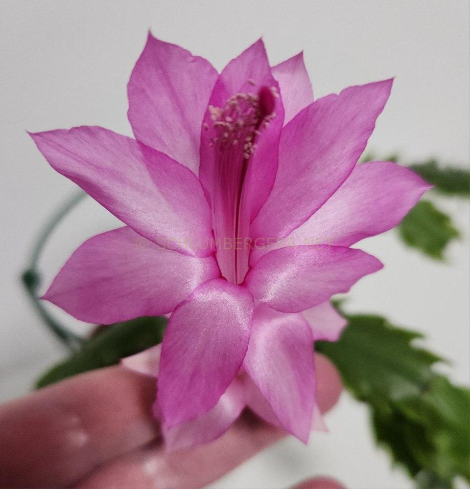 Schlumbergera 'Lilac Joy'