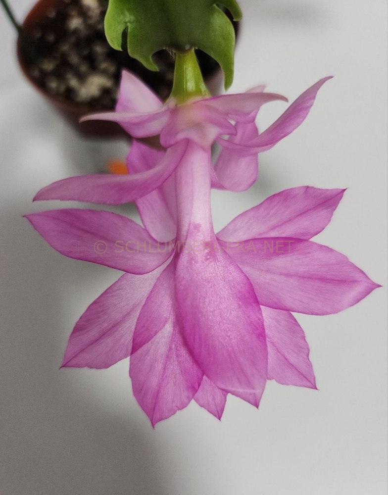Schlumbergera 'Lilac Joy'