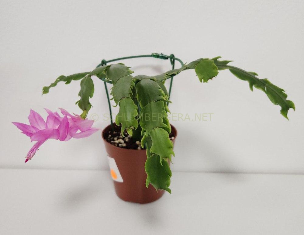 Schlumbergera 'Lilac Joy'