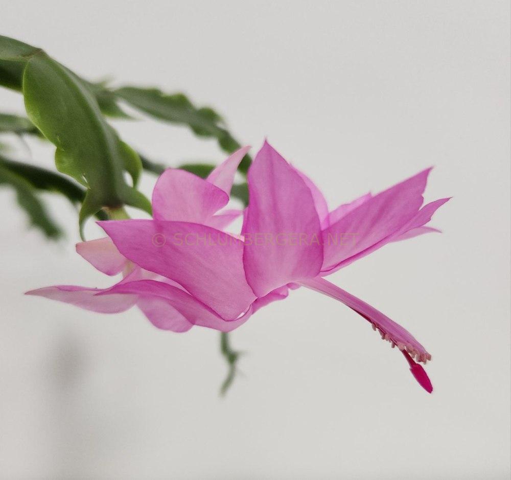 Schlumbergera 'Lilac Joy'