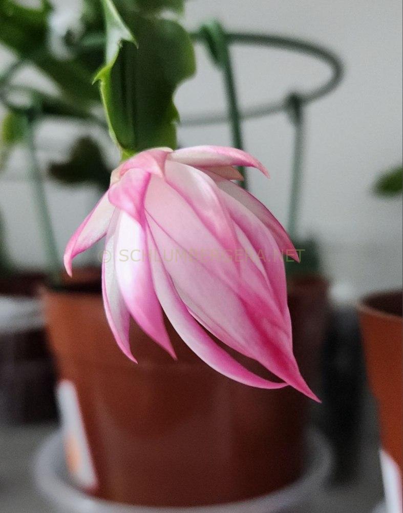 Schlumbergera 'Lizzy'