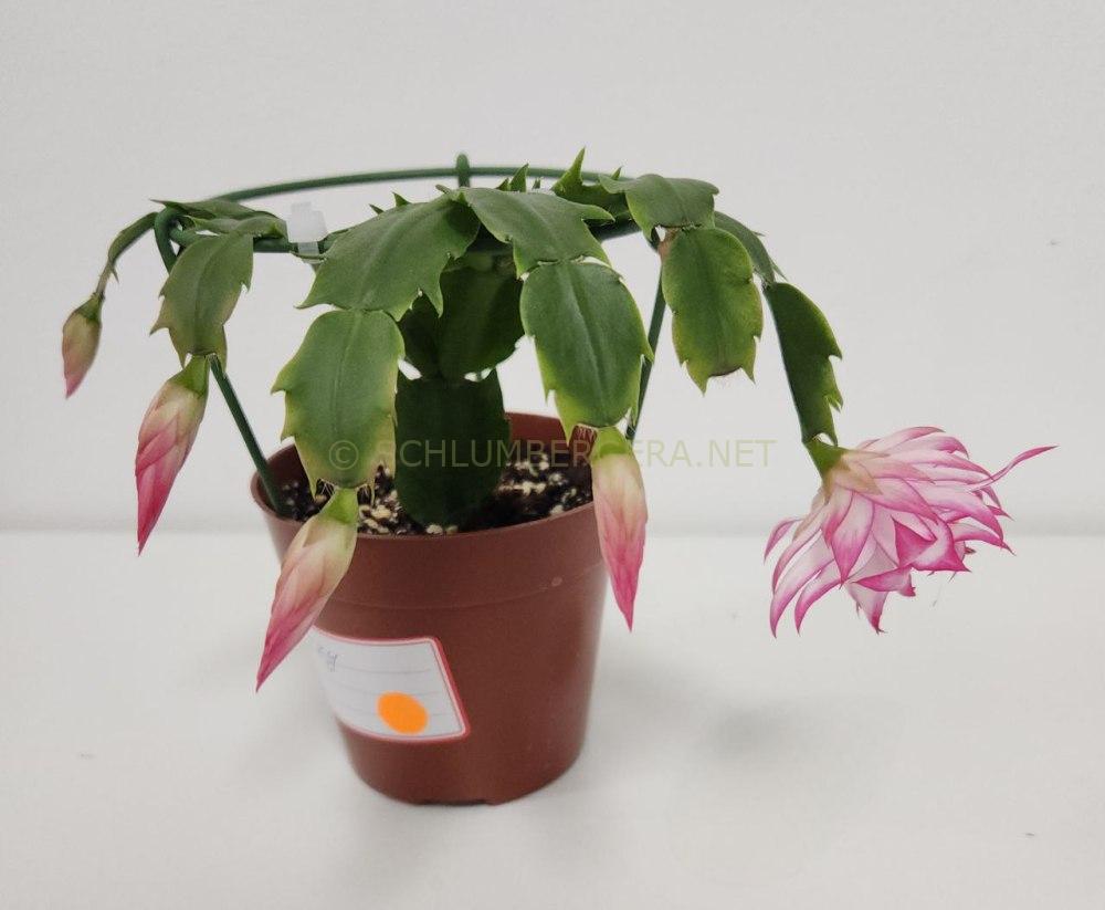 Schlumbergera 'Lizzy'