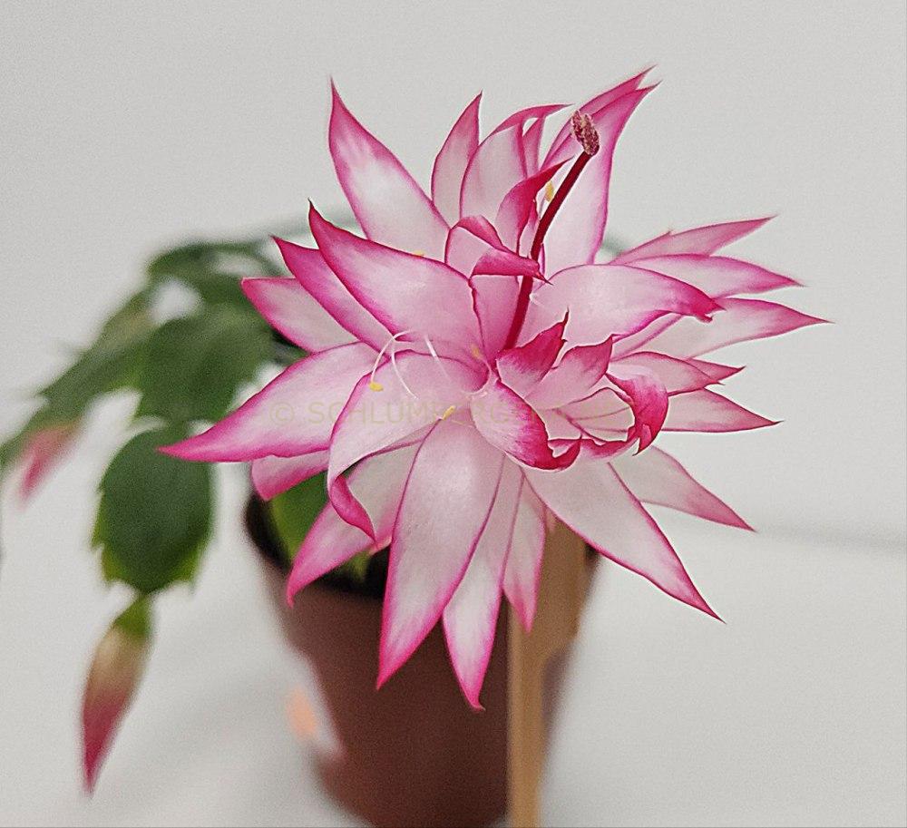 Schlumbergera 'Lizzy'