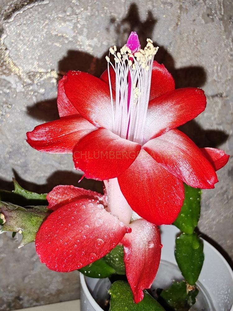 Schlumbergera 'Pasadena'