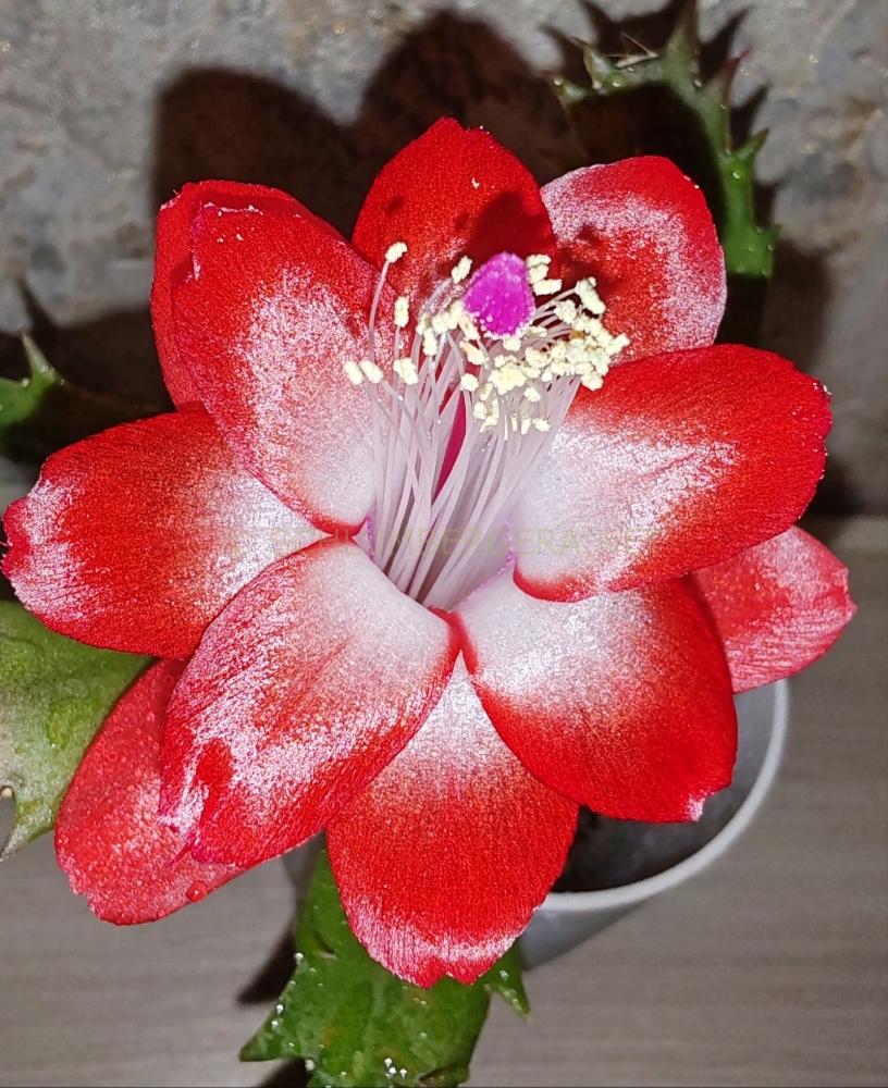 Schlumbergera 'Pasadena'