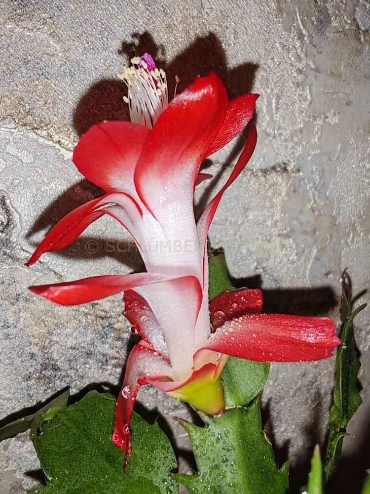 Schlumbergera 'Pasadena'