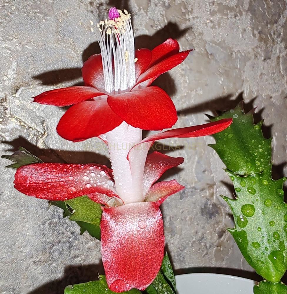 Schlumbergera 'Pasadena'