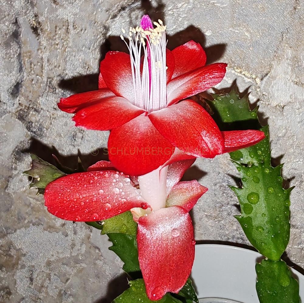 Schlumbergera 'Pasadena'