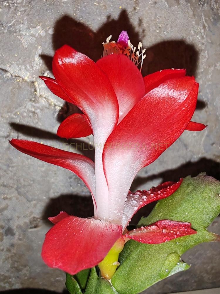 Schlumbergera 'Pasadena'