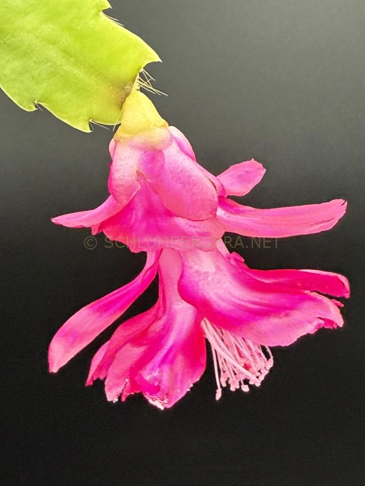 Schlumbergera 'Purple Devil'