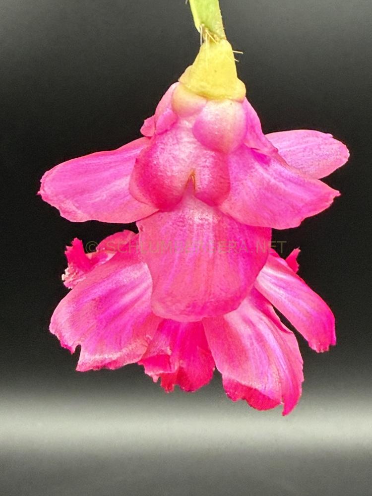 Schlumbergera 'Purple Devil'