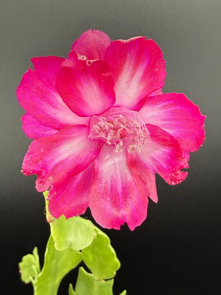 Schlumbergera 'Purple Devil'
