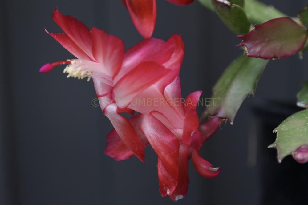Schlumbergera 'Red Wings'