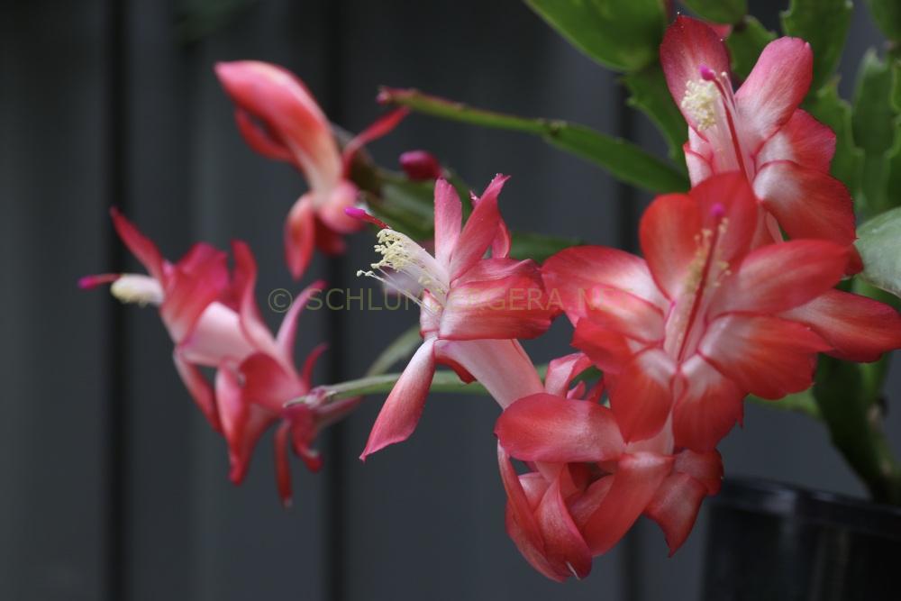 Schlumbergera 'Red Wings'