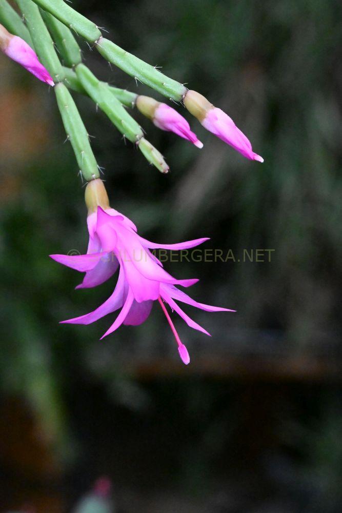 Schlumbergera 'Rin Thin Thin'