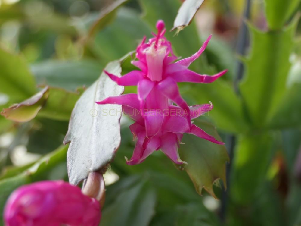 Schlumbergera 'Spider Girl'