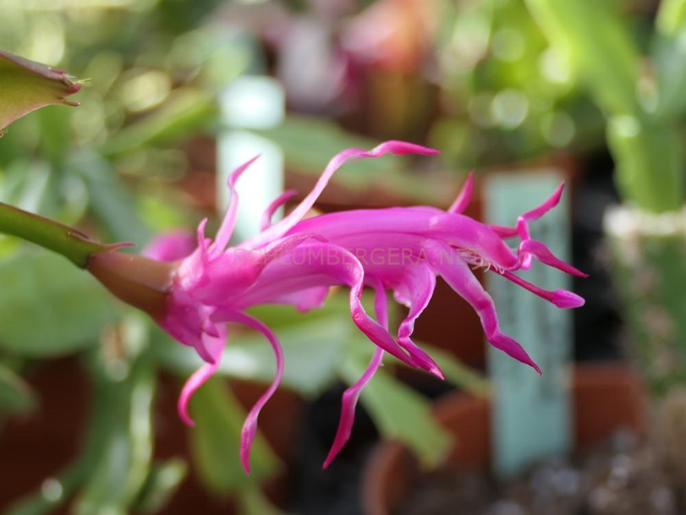 Schlumbergera 'Spider Girl'