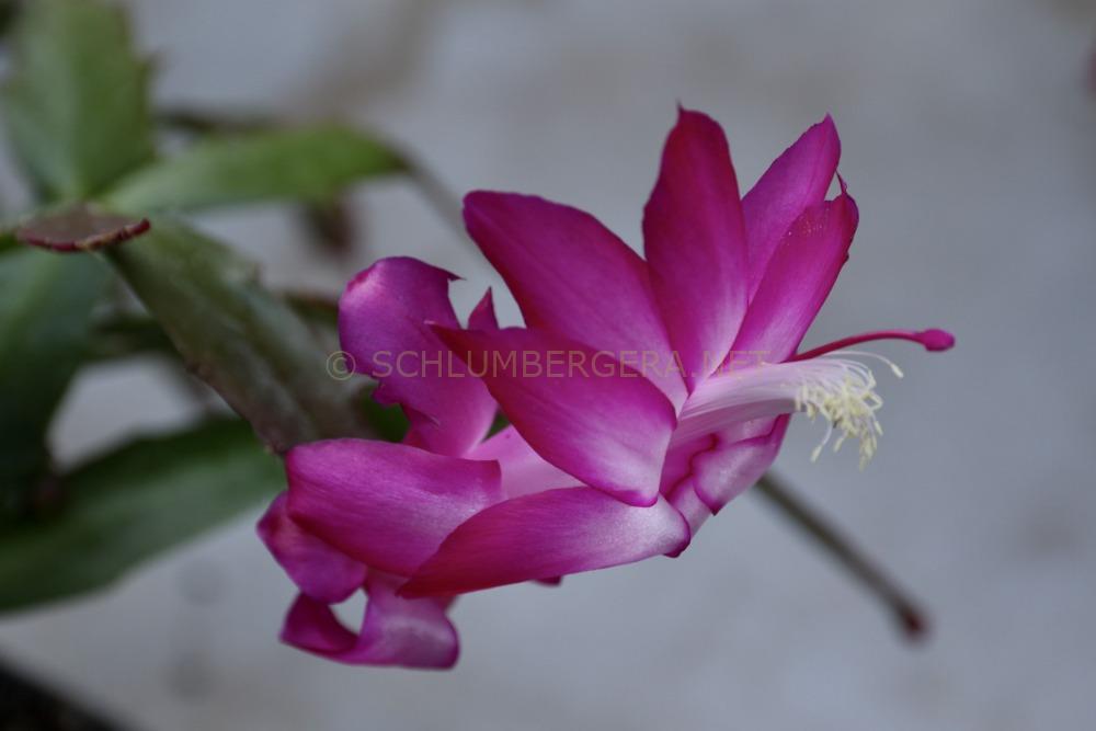 Schlumbergera 'Stephyrn'