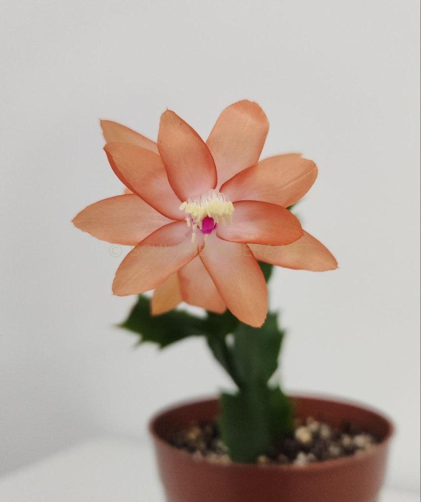 Schlumbergera 'Twilight Tangerine'