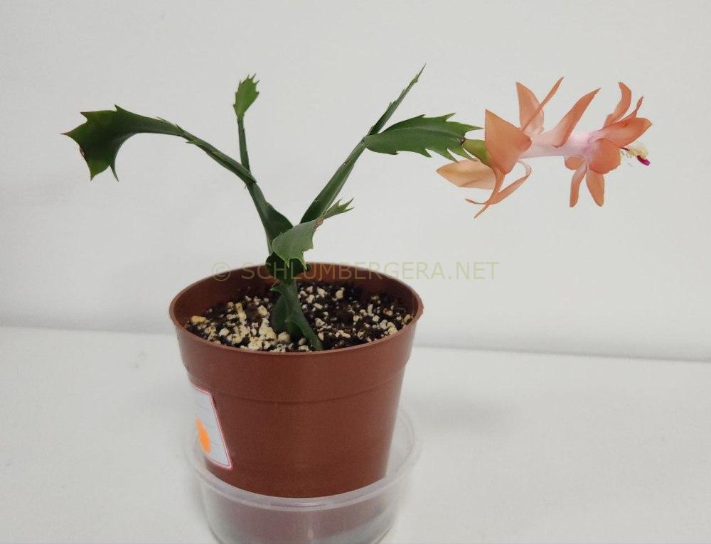 Schlumbergera 'Twilight Tangerine'