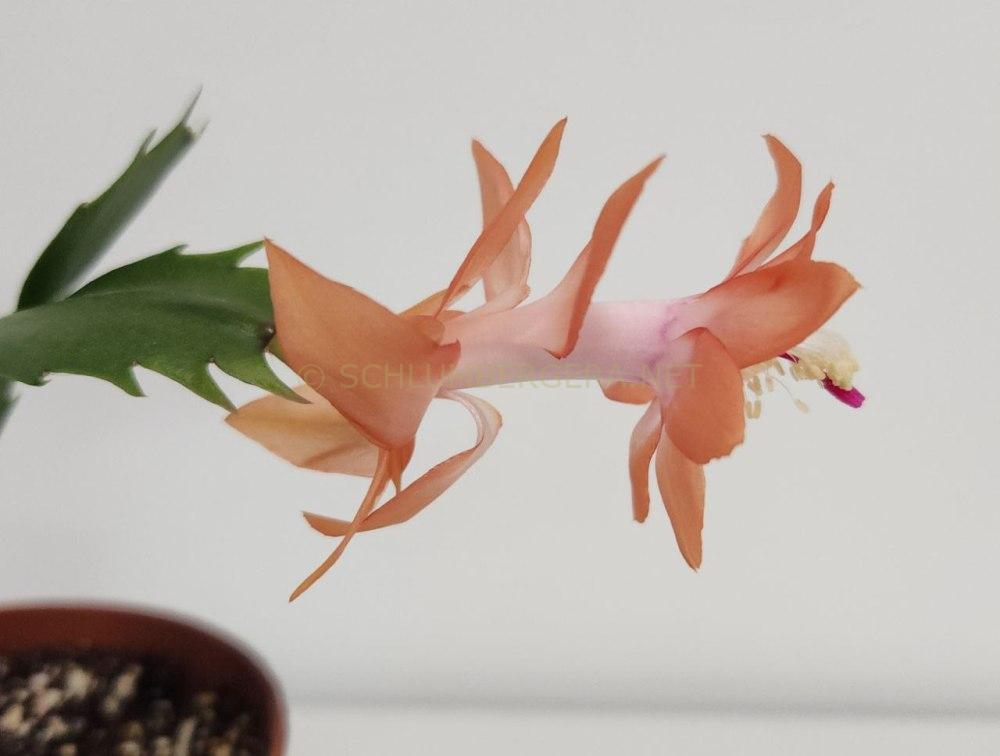 Schlumbergera 'Twilight Tangerine'