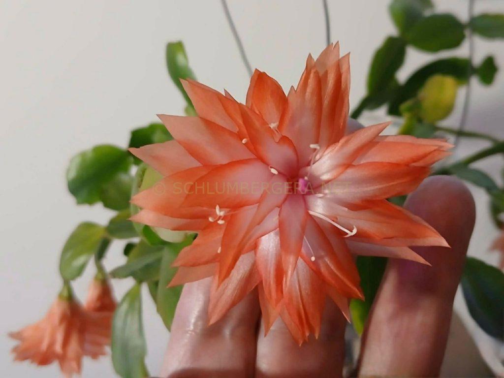 Schlumbergera 'Alisha's Delight'