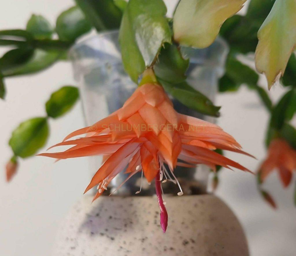 Schlumbergera 'Alisha's Delight'