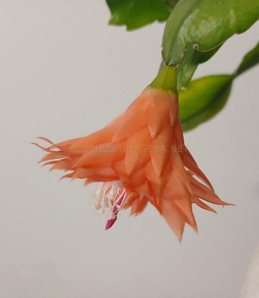 Schlumbergera 'Alisha's Delight'