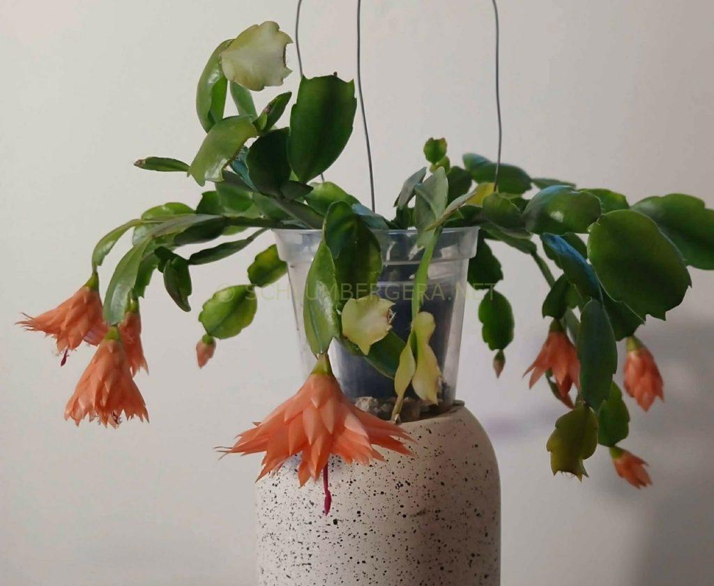 Schlumbergera 'Alisha's Delight'