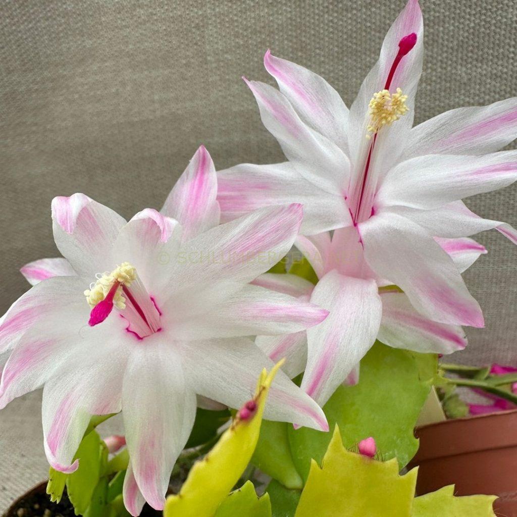 Schlumbergera 'Aurea Pearl'