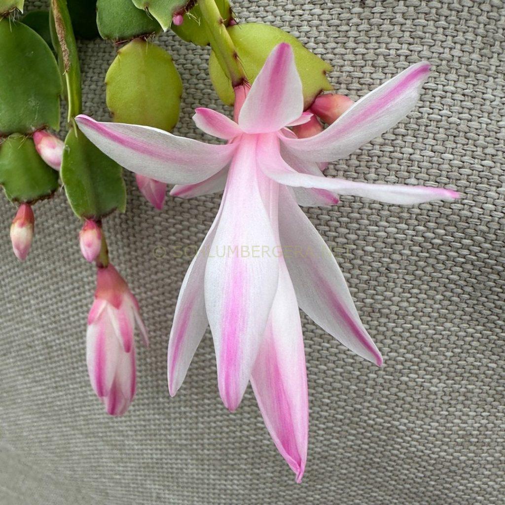 Schlumbergera 'Aurea Pearl'