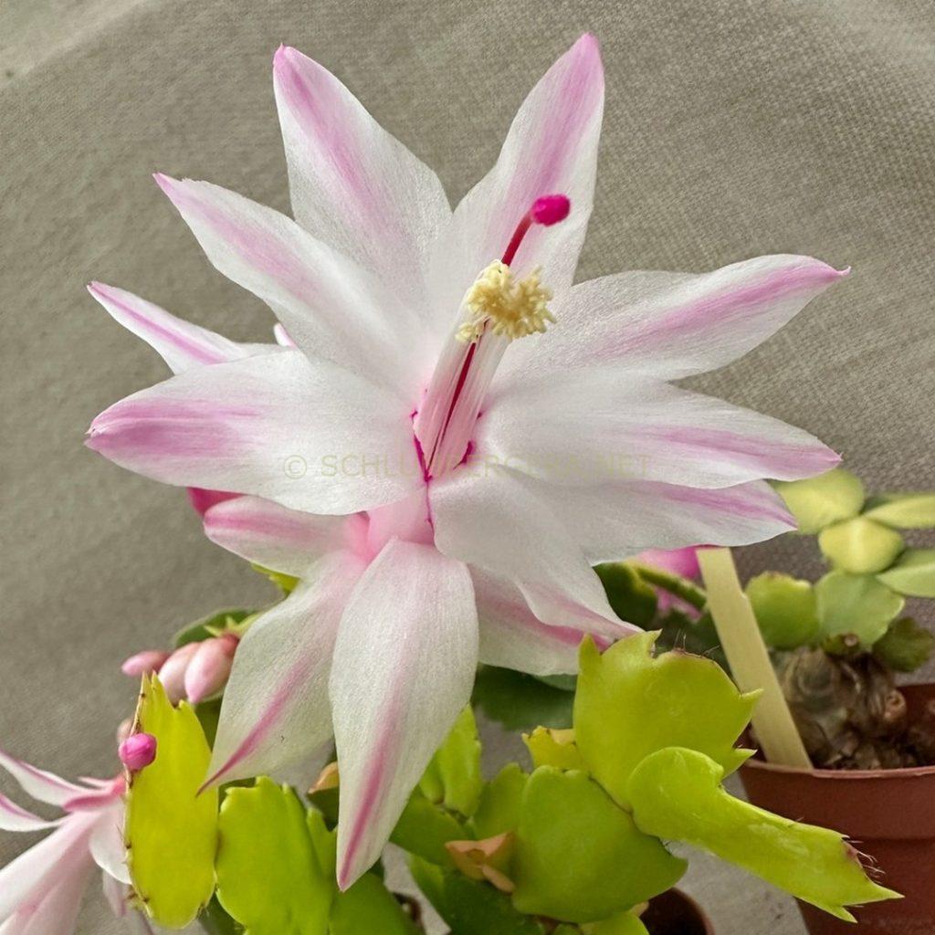 Schlumbergera 'Aurea Pearl'
