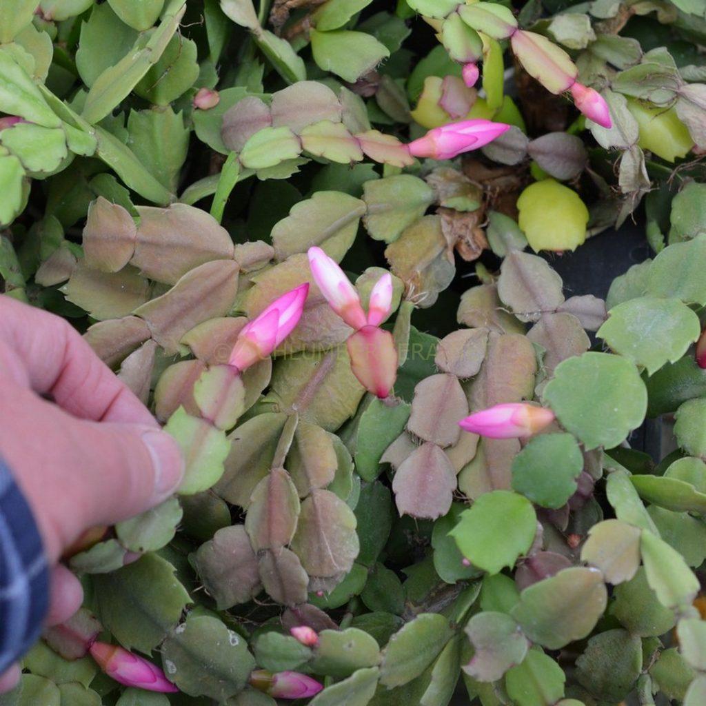 Schlumbergera 'Aurea Pearl'