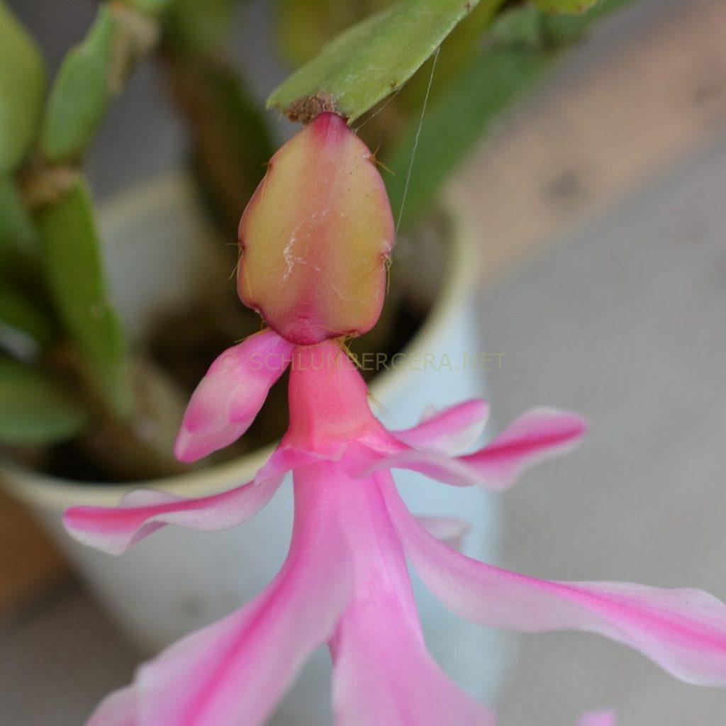 Schlumbergera 'Aurea Pearl'