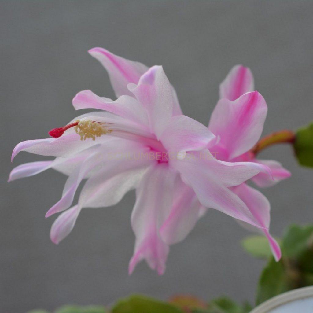 Schlumbergera 'Aurea Pearl'