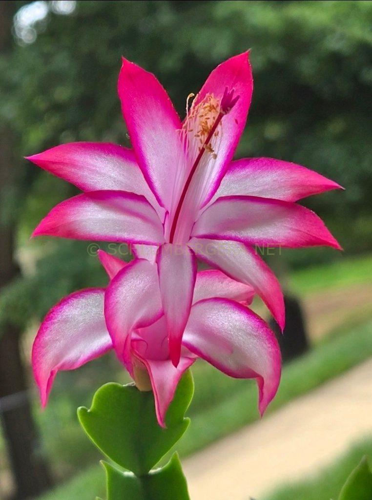 Schlumbergera 'Betty Jane'