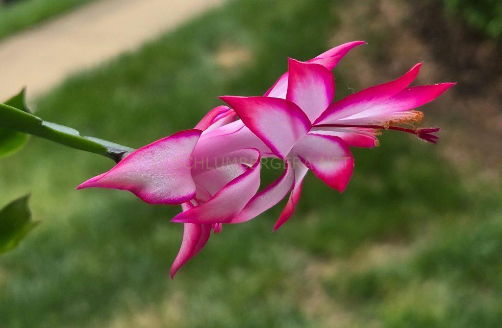 Schlumbergera 'Betty Jane'