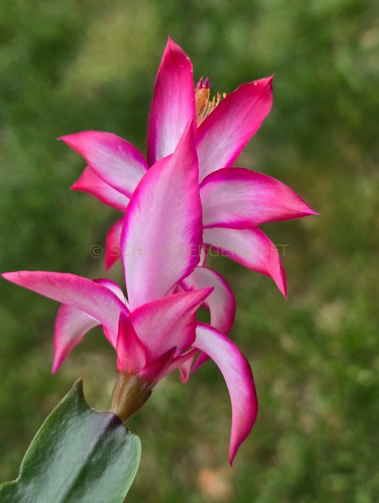 Schlumbergera 'Betty Jane'